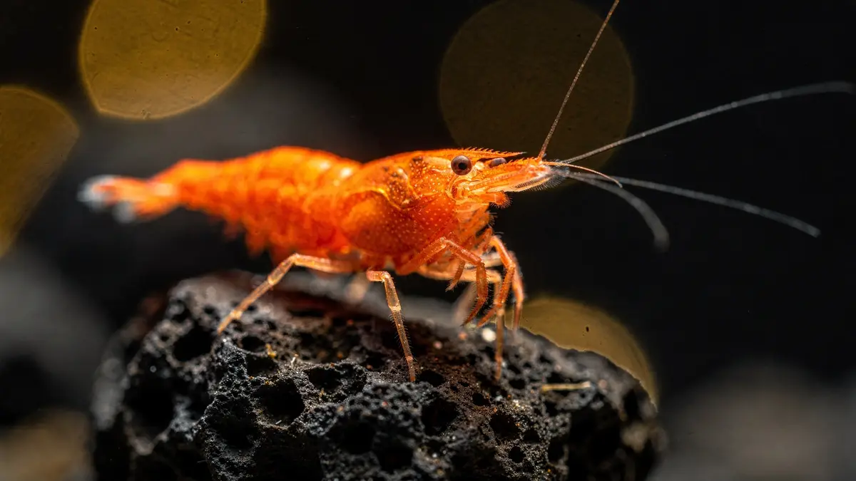 Orange Sakura Garnele — Makro auf Lavastein