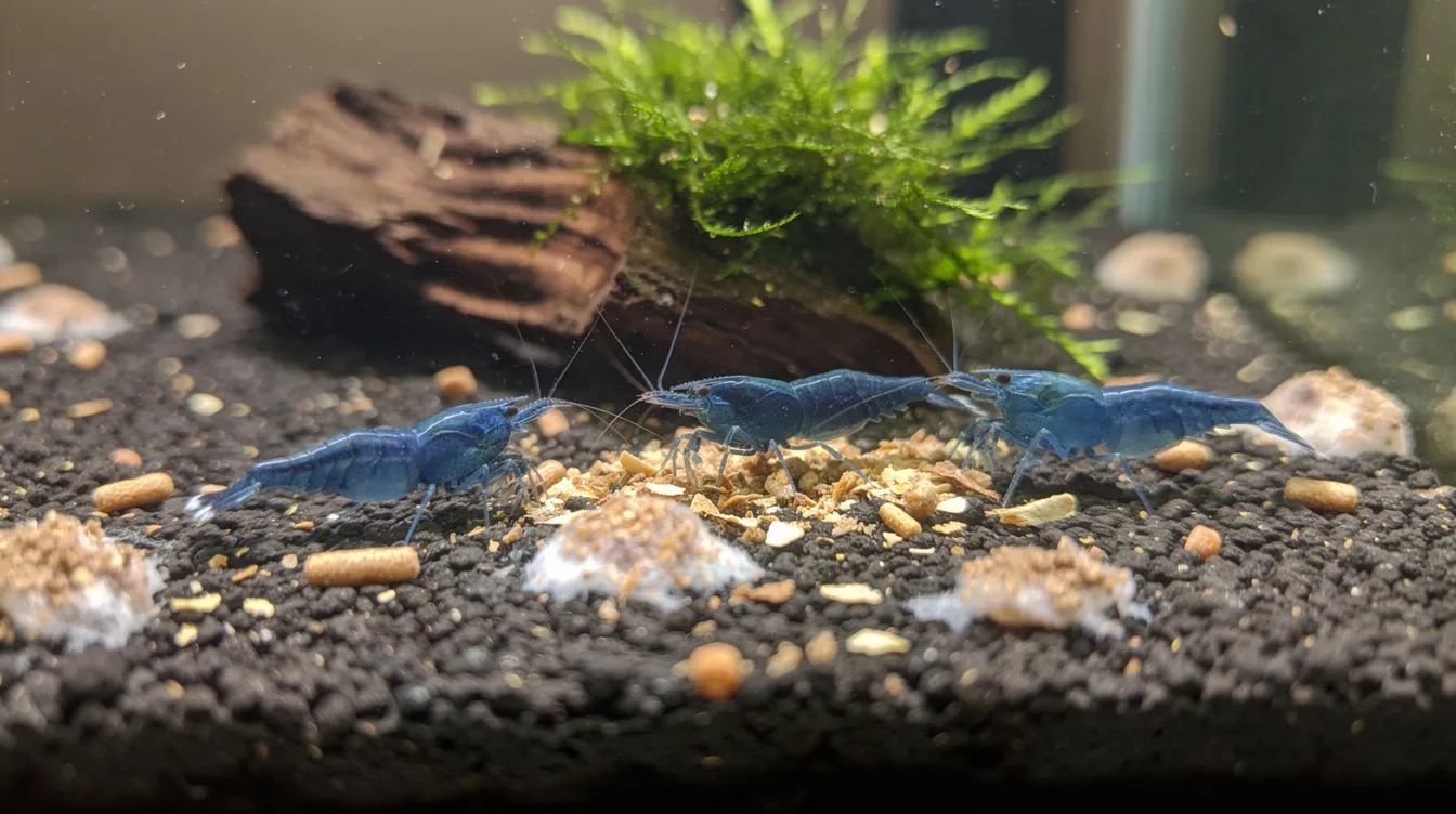 Die 10 häufigsten Fehler bei Garnelen-Einsteigern: Fehler 1-3: Becken, Wasser, Geduld