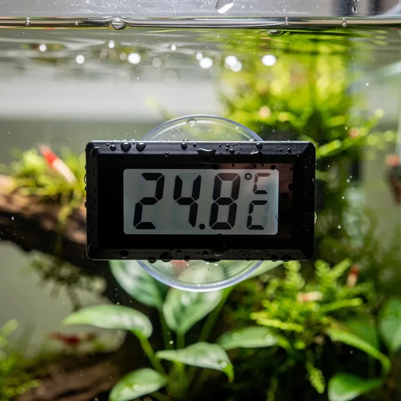 Tragendes Neocaridina-Weibchen — Temperatur beeinflusst Tragzeit und Vermehrung