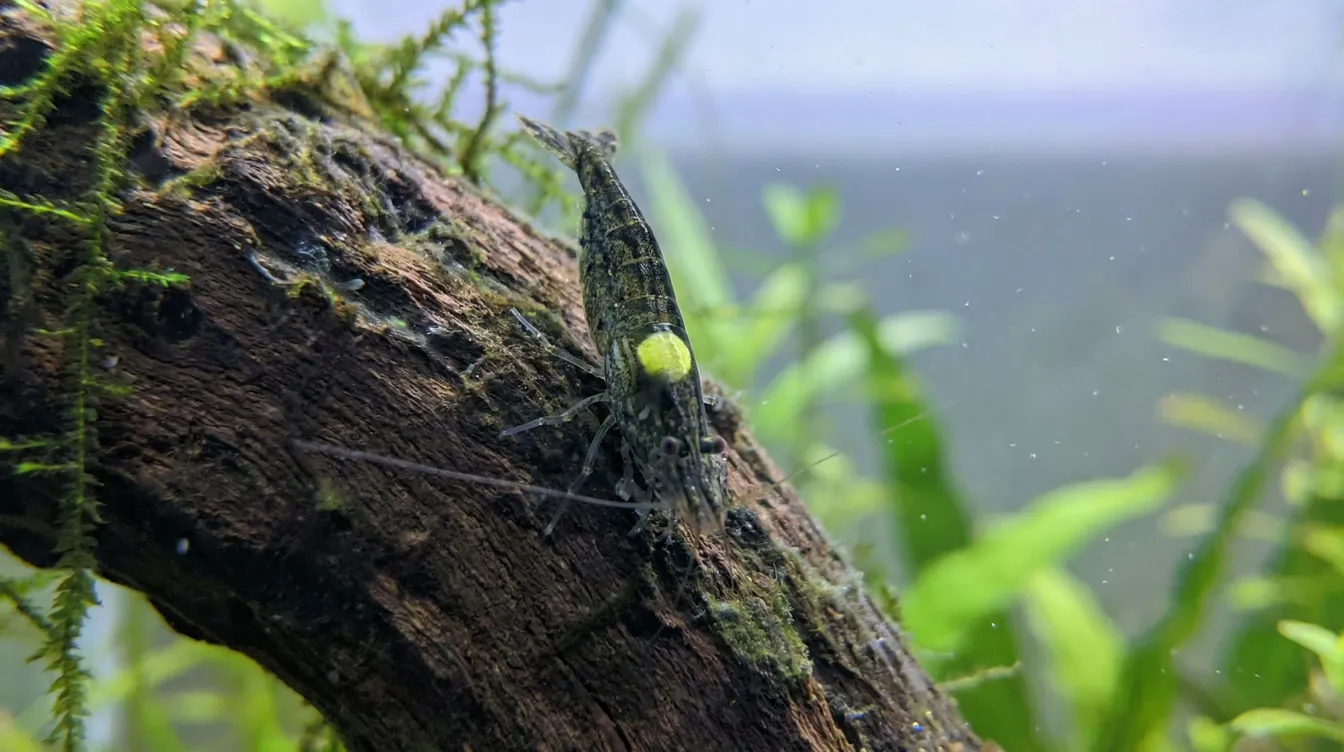 Weibliche Neocaridina von oben mit deutlich sichtbarem gelbgruenen Sattel als Zeichen der Fortpflanzungsbereitschaft