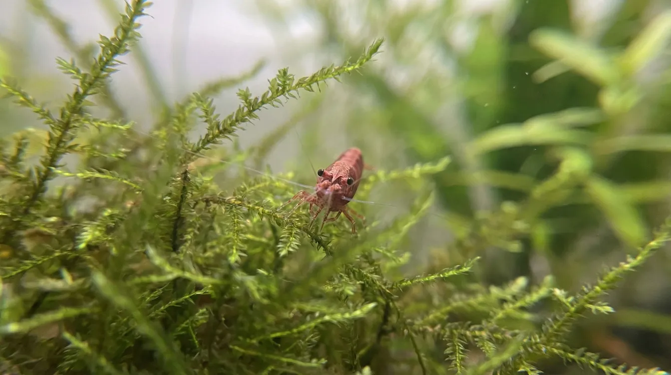 Garnele versteckt sich tief im Javamoos — normales Schutzverhalten