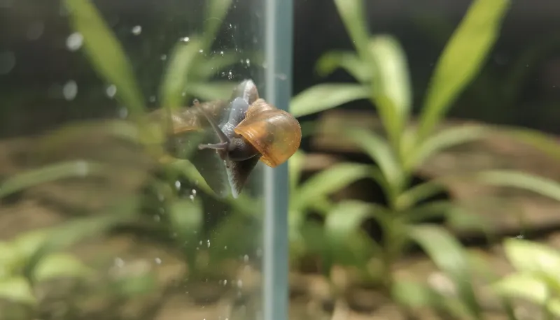 Blasenschnecke an der Aquarienscheibe mit typisch durchscheinendem Gehäuse