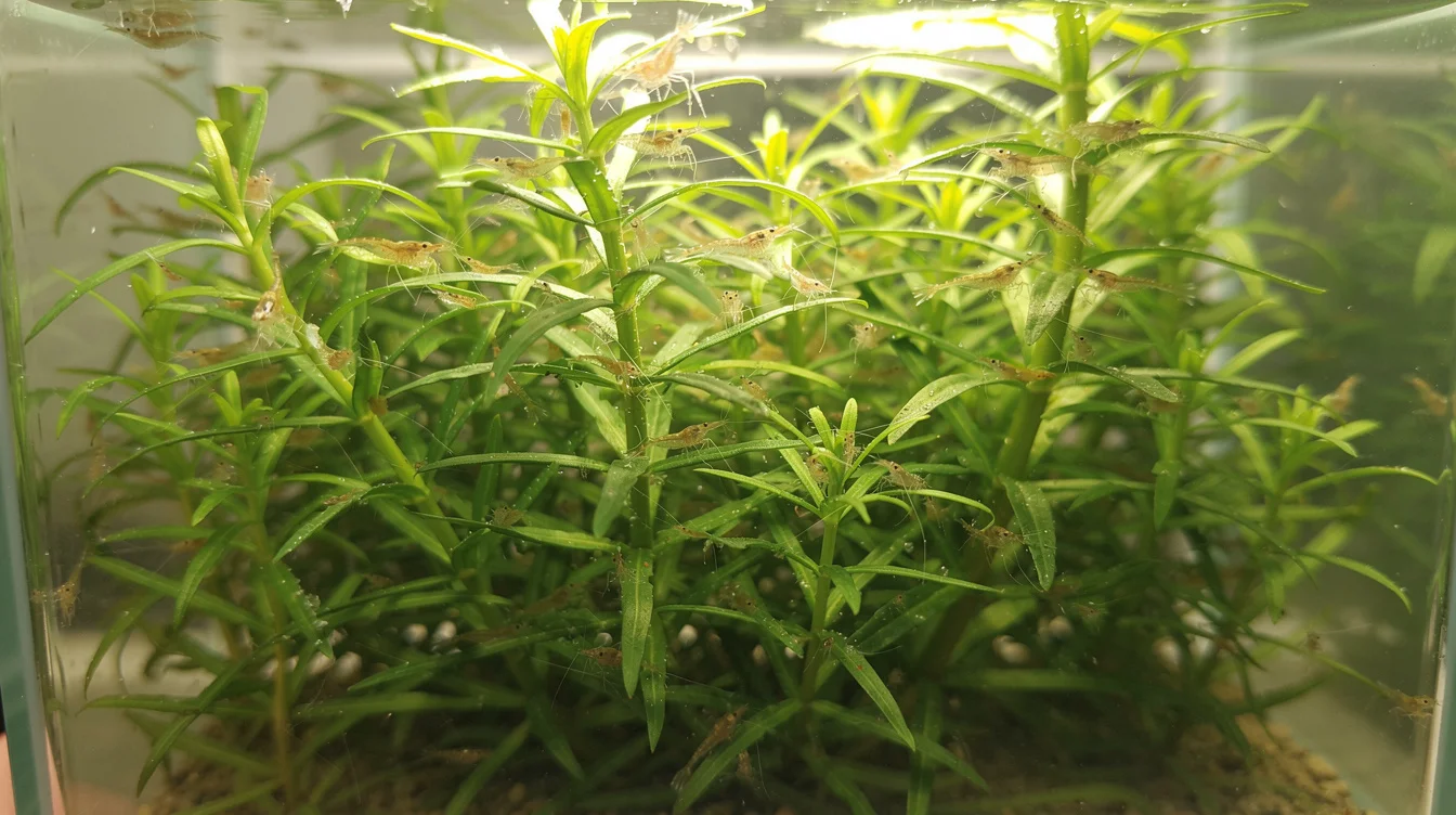 Wasserpest im Aquarium: Warum gehört Wasserpest in jedes Garnelenbecken?